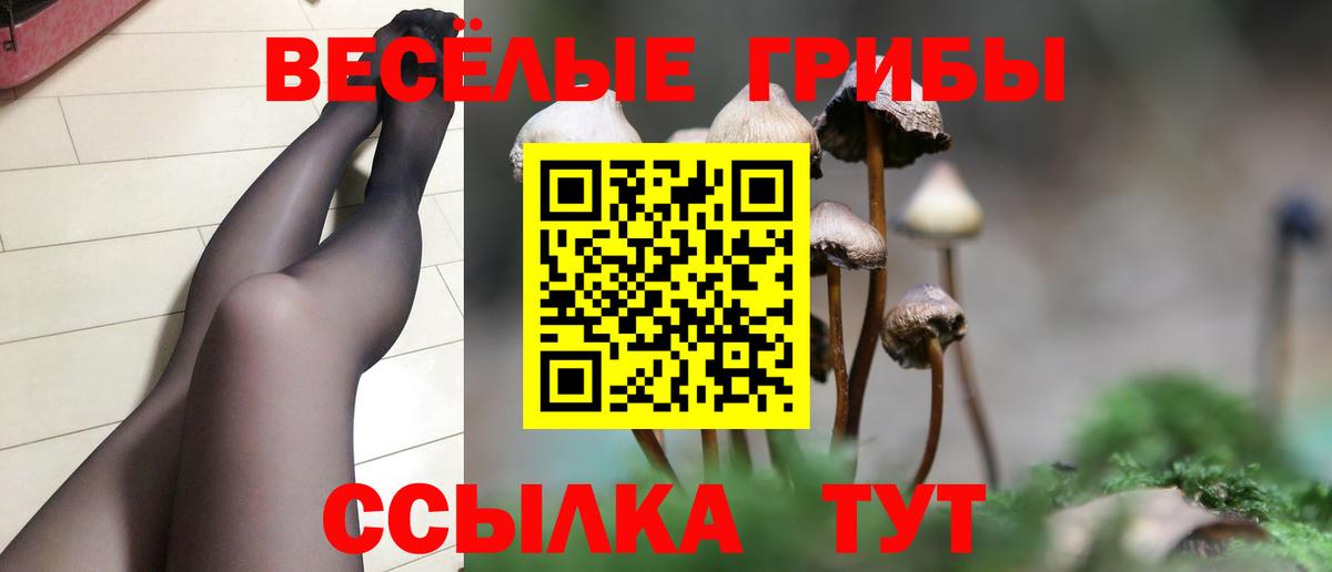 Псилоцибиновые грибы Psilocybe Кизляр